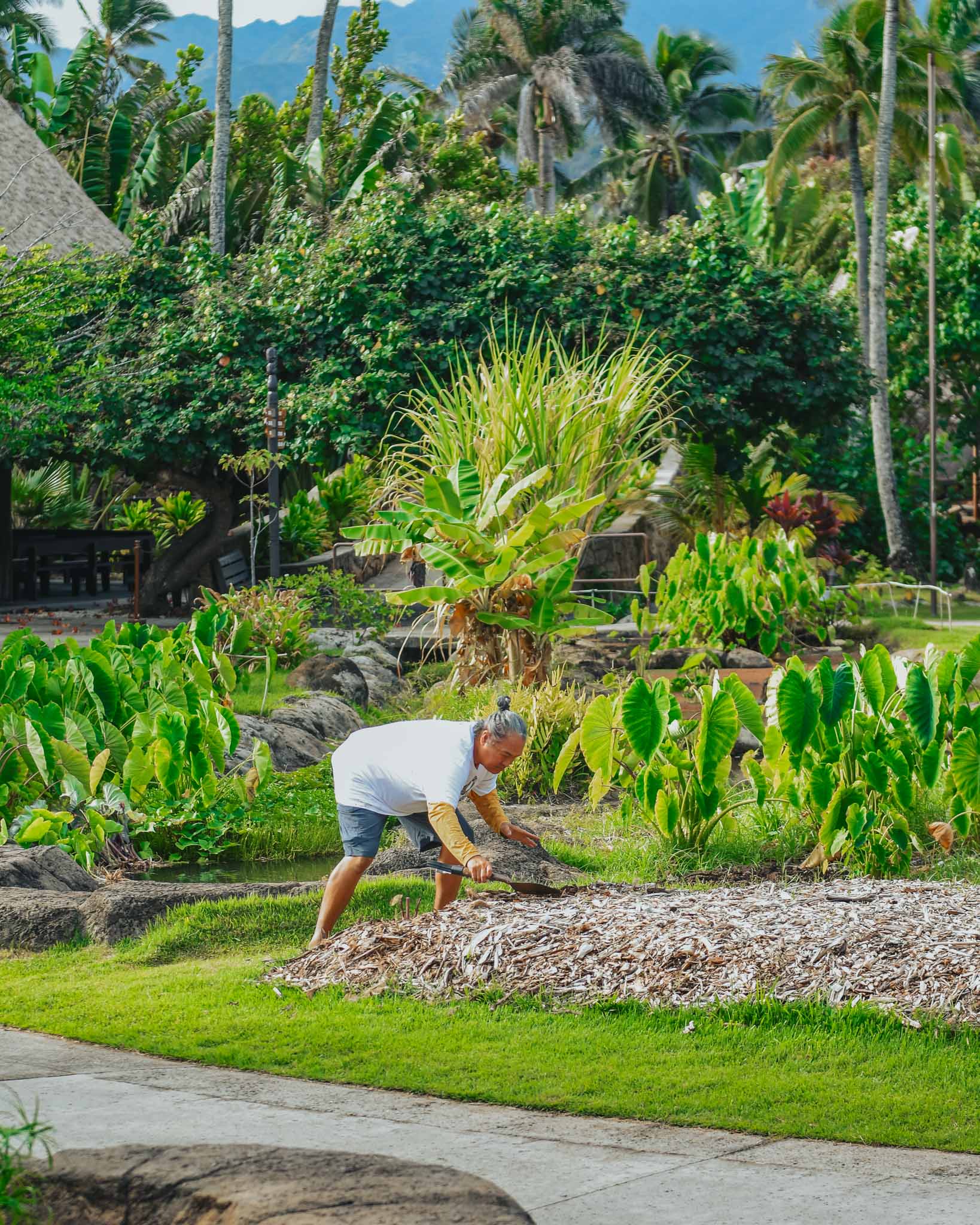Kalo Workshop - Hawaii Village-03