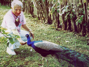 David Hannemann feeds PCC peacock, 1992