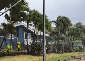 legacy-hurricane-lala-foleys-palms