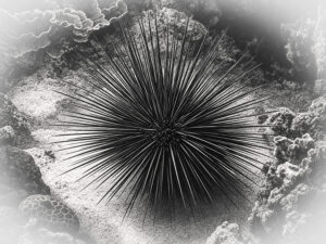 Black Sea Urchin